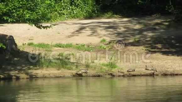 海龟在湖里潜水视频的预览图