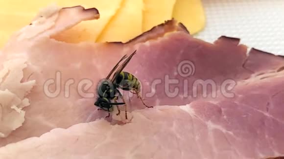 一只普通的黄蜂一只昆虫坐着吃肉视频的预览图