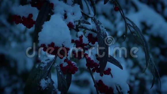 秋天的雪中洒浆果视频的预览图