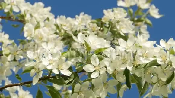 苹果树枝上有许多白花视频的预览图