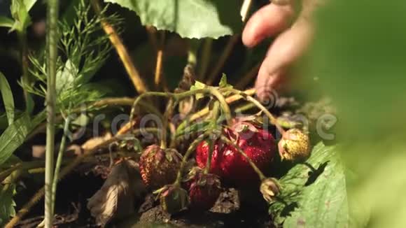 一个人手从灌木丛中撕下一颗红色的草莓特写镜头农民收获成熟的浆果园丁把手摘了视频的预览图