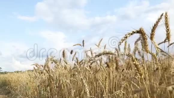 乡村景观夏天的麦田成熟的耳朵在风上挥动视频的预览图