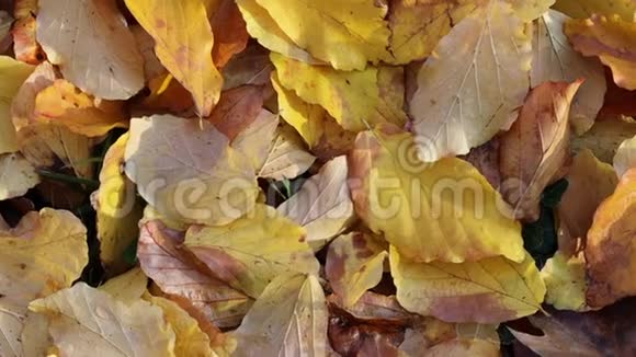 金叶在秋日晴林中变焦视频的预览图