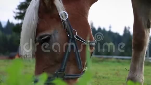 靠近棕色的马头白色的头发站立在草地上放牧视频的预览图