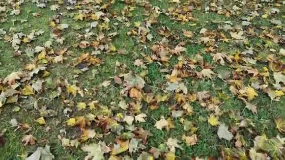 秋天的阴天在森林的绿草上落叶视频的预览图