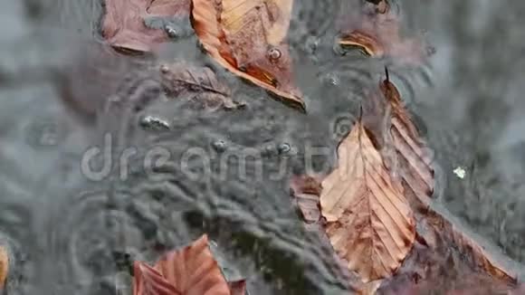 橙黄色的叶子在水中飘落和漂浮视频的预览图