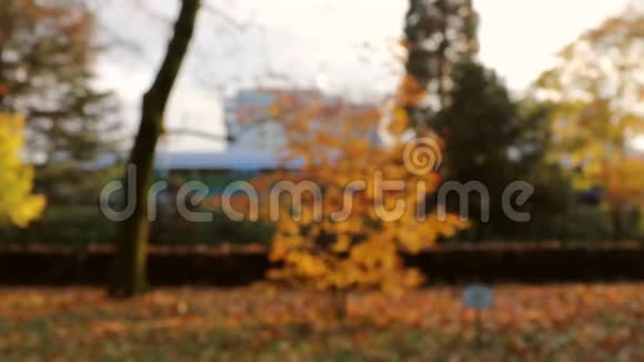金枫树在傍晚阳光的照射下叶子被风的焦点所吸引视频的预览图