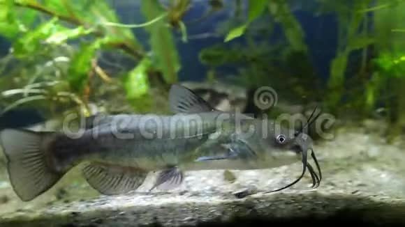 鲶鱼点状鱼幼年入侵淡水食肉鱼在种植的泥鱼池前游视频的预览图