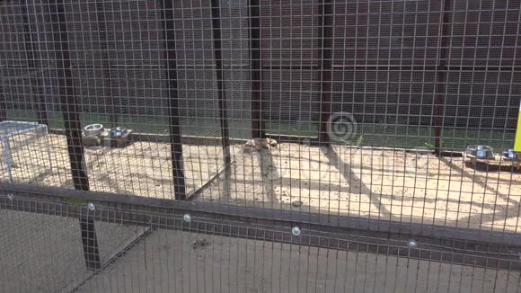 动物园笼子里的仓鼠和猫鼬动物放大视频的预览图