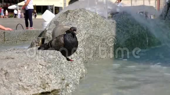 鸽子坐在城市喷泉特写的石头上视频的预览图