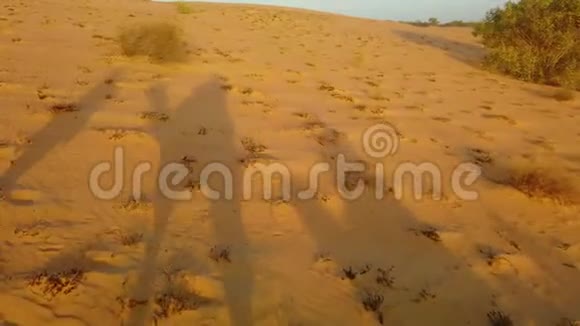 非洲沙丘骆驼影子4K视频视频的预览图