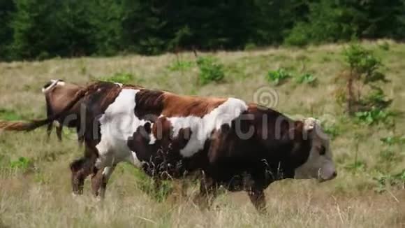 年轻的公牛在绿野上放牧视频的预览图