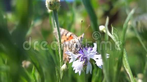 特写一只美丽的蝴蝶吃花蜜一只长触角的成年蝴蝶坐在矢车菊上慢慢地视频的预览图