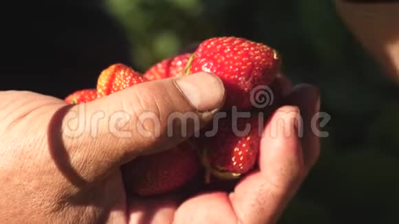 一个人手从灌木丛中取出一个红色的草莓放在他的手掌里农民收获成熟的浆果园丁的手视频的预览图