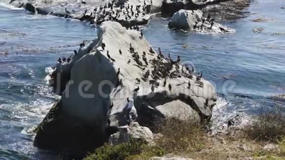 海洋中的岩石和成群的鸟棕色和海鸥的菌落视频的预览图