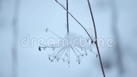 雪下的夏日灌木丛视频的预览图