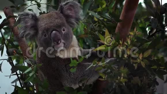 动物园里一只可爱的考拉考拉在桉树上放着绿叶放松视频的预览图