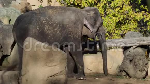亚洲大象ElephasMaximus吃视频的预览图