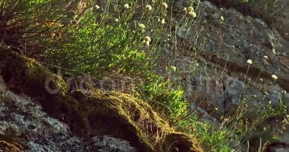 日落时倾斜的岩石上生长着罕见的野草茎视频的预览图