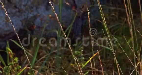 岩石上生长着野生植物这些植物在风中摇摆阳光从后面照射出来视频的预览图