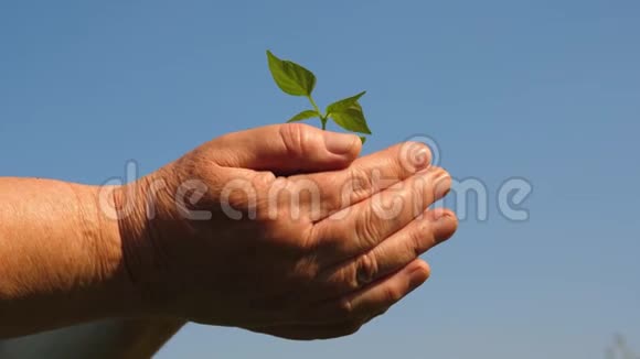 幼芽在农夫手中园丁双手捧着一棵绿苗在手掌上顶着天空视频的预览图