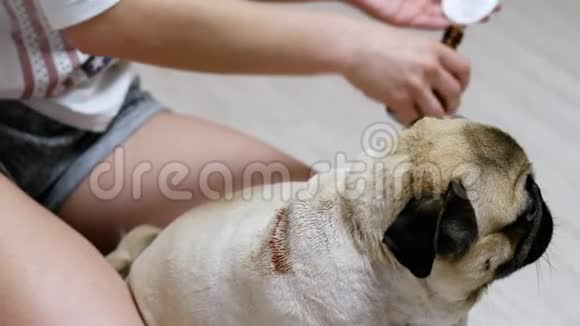 女孩在一只恶心的狗背上洗了一个很大的湿疹伤口视频的预览图