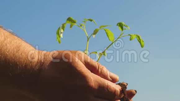 番茄幼苗手中特写环保星球年轻的萌芽在农民手中园丁双手视频的预览图