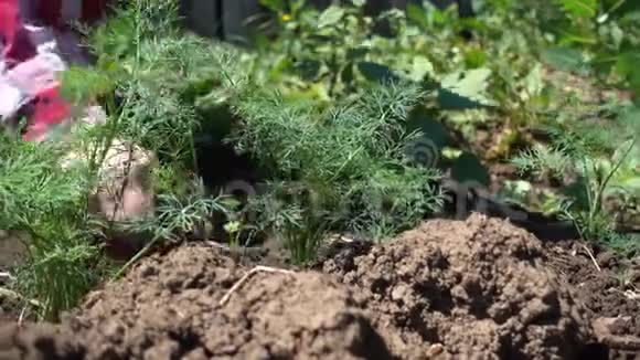 农夫双手清洁成排的在农场种植有机蔬菜视频的预览图