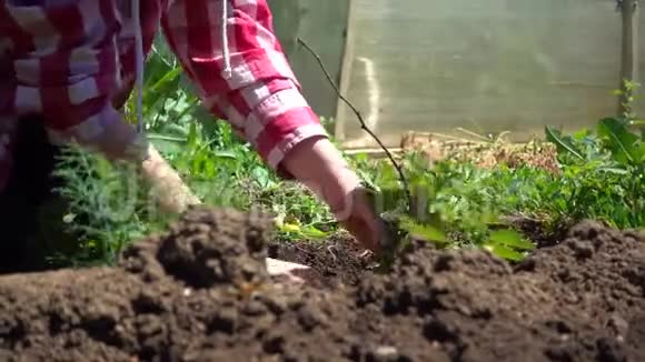 一个农民种植一个生长的树莓灌木天气晴朗的农场工作视频的预览图