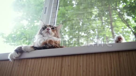 美丽年轻的缅因州考恩小猫躺在窗台上视频的预览图