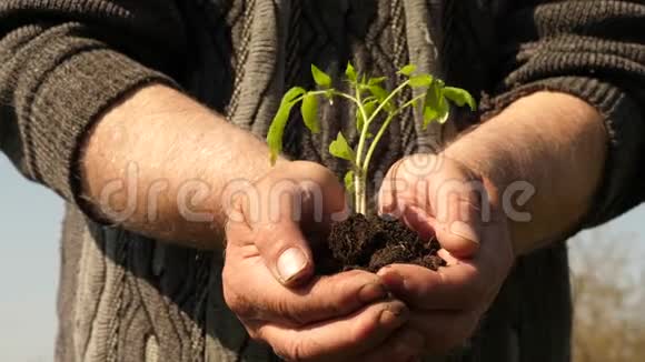 园丁双手捧着嫩绿的幼苗在手心顶着天空环保萌芽番茄幼苗视频的预览图