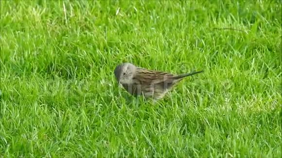 在公园里寻找食物的英国小鸟视频的预览图