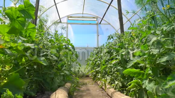 阳光明媚的一天明亮宽敞的温室番茄幼苗在温室条件下生长视频的预览图