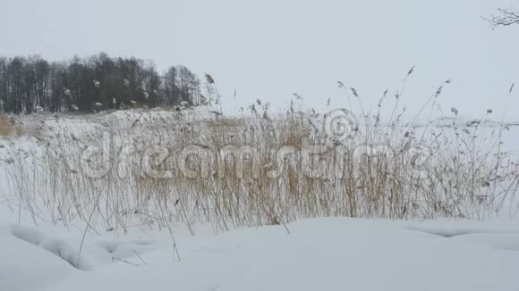 湖边冬季景观视频的预览图