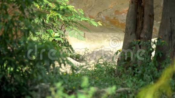 4K靠近一只野棕熊在森林里自由地穿过树林视频的预览图