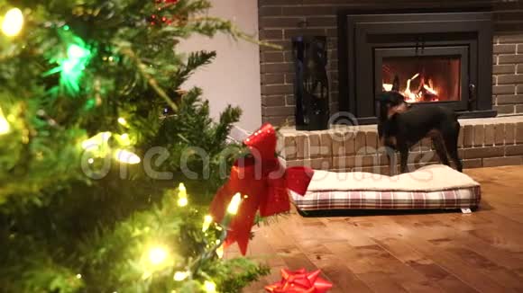 客厅有一条狗和一个壁炉装饰着舒适的圣诞树视频的预览图
