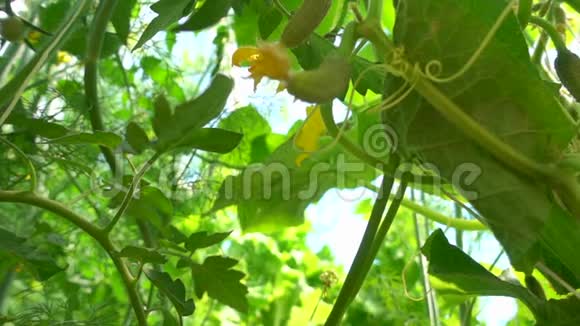 慢动作一种小有机黄瓜果实生长在茂盛的绿叶下在农场种植健康食品视频的预览图
