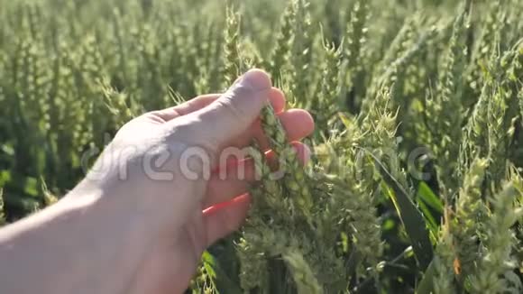 绿色麦芽的背景农民检查植物的质量视频的预览图