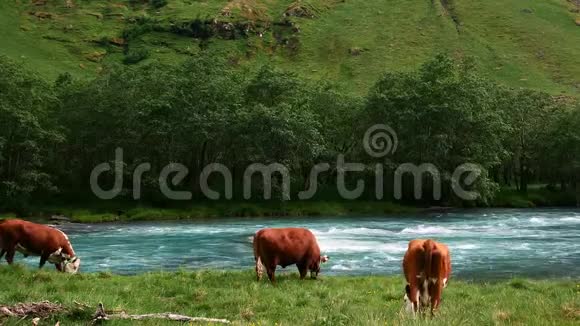 牛牛和公牛在一条快速流动的蓝色河流附近的绿草上放牧在一个山谷里有白水急流视频的预览图
