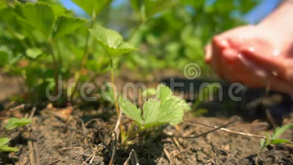 在农场里用雌性的双手给小草莓浇水动作缓慢视频的预览图