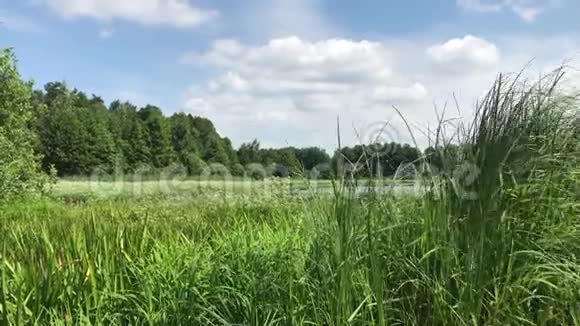 晴朗的夏日森林里的一个湖上微风视频的预览图