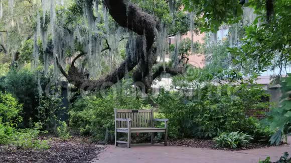 在一个娱乐公园里一棵美丽的树的背景上的长凳树枝随风移动视频的预览图