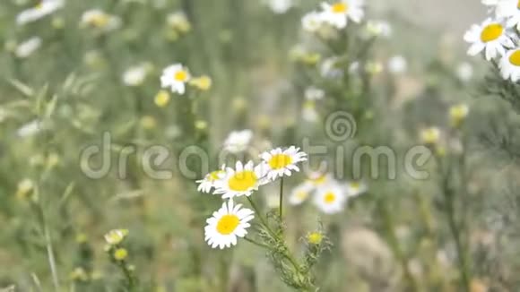 草地背景上的野雏菊视频的预览图