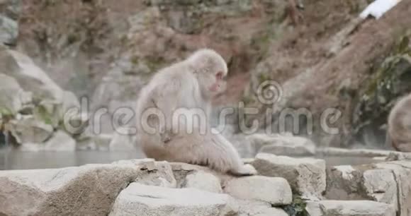 在日本雪猴坐在温泉边上抓自己视频的预览图