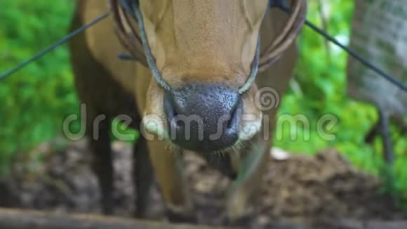 肖像棕色奶牛鼻子上有汗滴看着相机农村农场背景上的红牛头牲畜视频的预览图