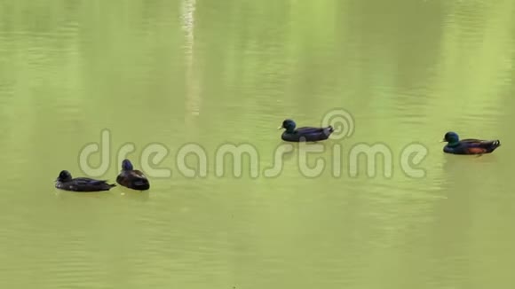 四只野鸭在肮脏的水里平静地漂浮着视频的预览图
