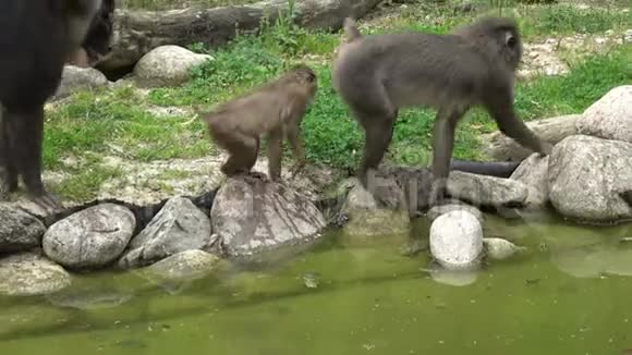 猴子家饮用白水视频的预览图