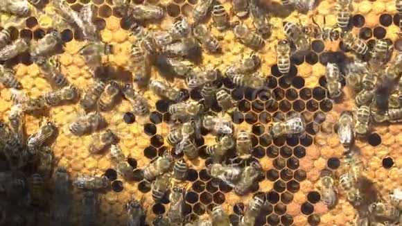 蜂巢蜜蜂的近景视频的预览图