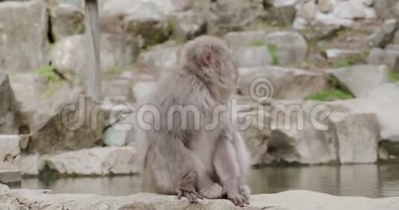在日本雪猴坐在温泉边上的岩石上环顾四周后喝水视频的预览图