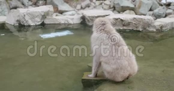 日本温泉中央的一块石头上坐着的雪猴在环顾四周后喝水视频的预览图